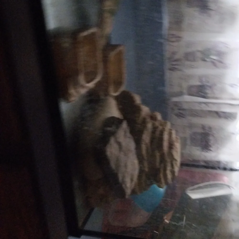 100 gallon fish tank reptile